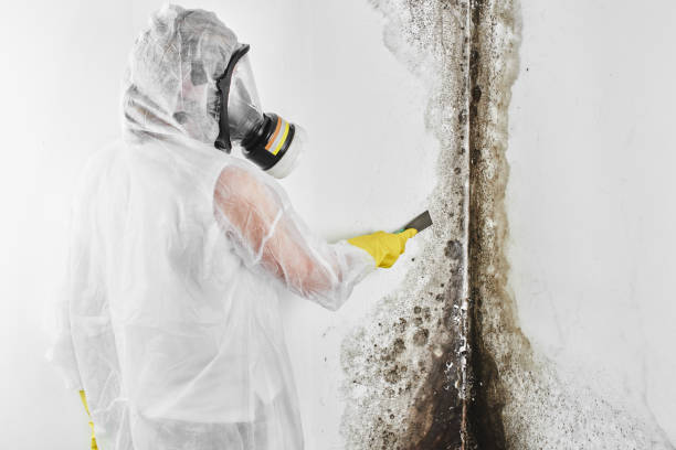 Best Mold Removal Company Near Me  in Edgecliff Village, TX