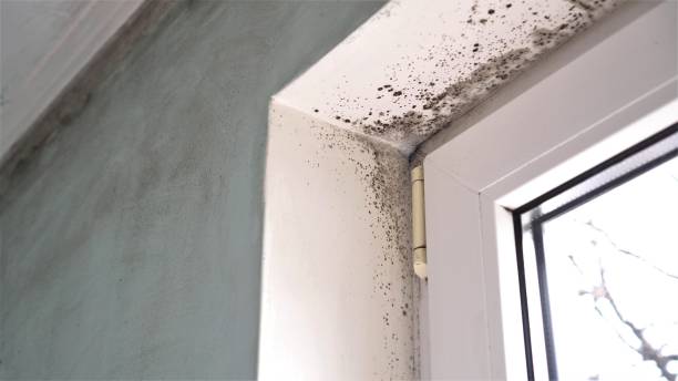 Best Affordable Mold Removal  in Edgecliff Village, TX