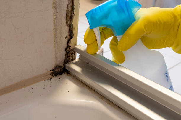 Office Mold Removal Services in Edgecliff Village, TX