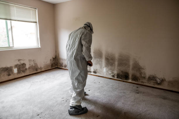 Best Mold Removal Process  in Edgecliff Village, TX