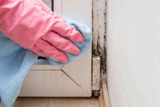 Best Office Mold Removal Services  in Edgecliff Village, TX