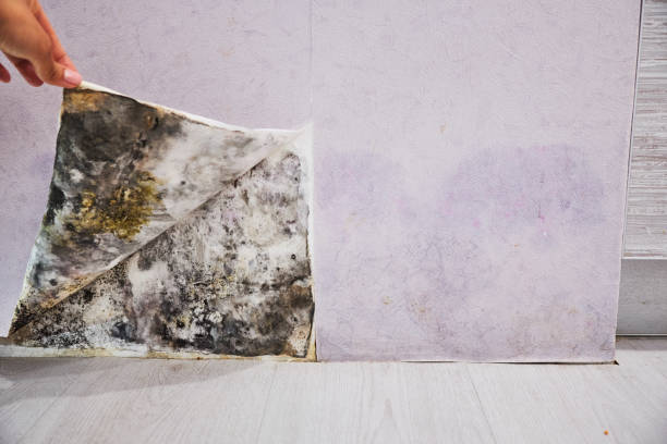 Best Mold Remediation  in Edgecliff Village, TX